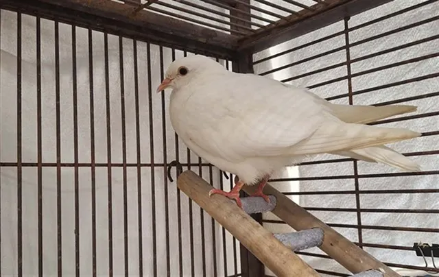 Paloma