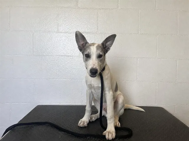 Adoptable Dog