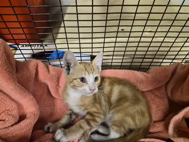 Adoptable Cat