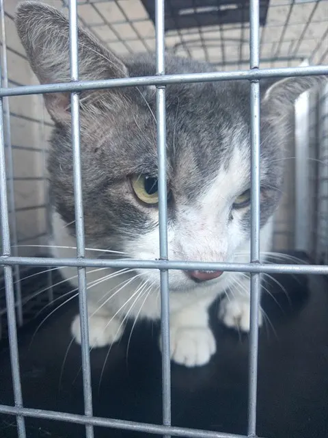 Adoptable Cat