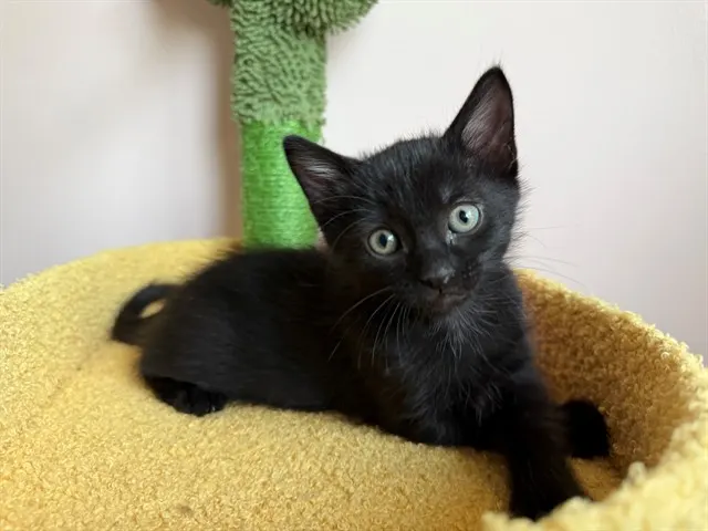 Navi