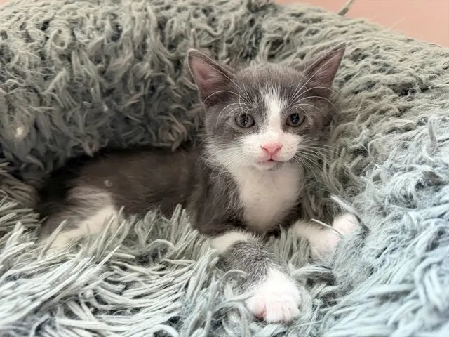 Tetra