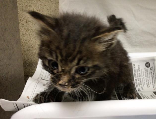 Adoptable Cat