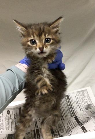 Adoptable Cat