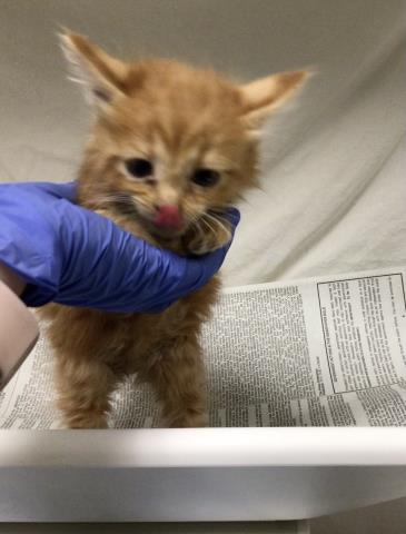 Adoptable Cat