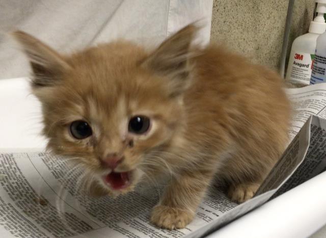 Adoptable Cat
