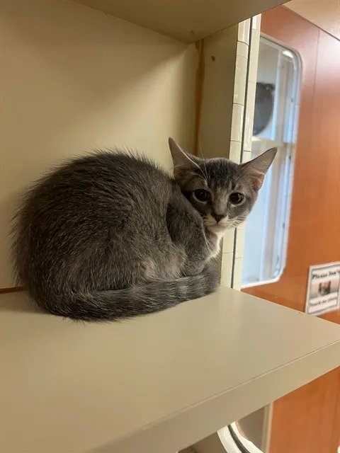 Adoptable Cat