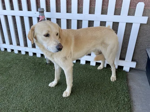 Adoptable Dog