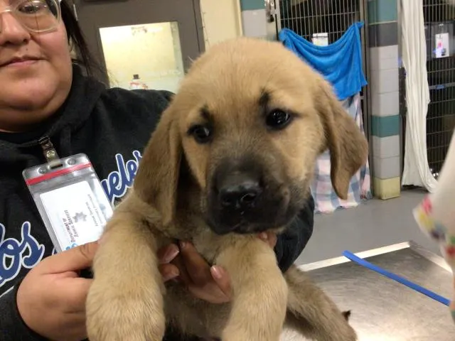 Adoptable Dog