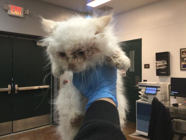 Adoptable Cat