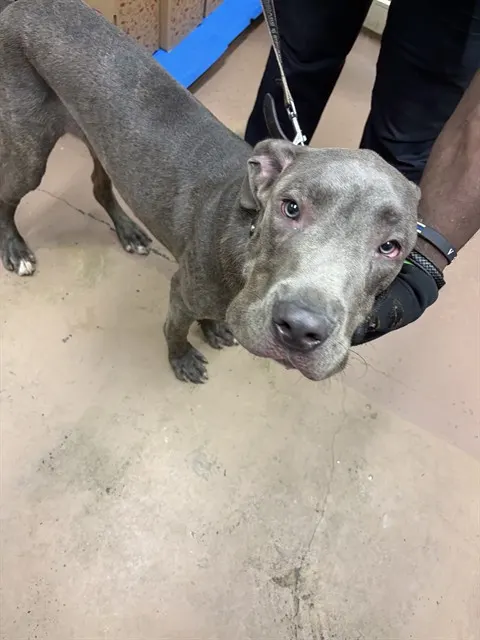 Adoptable Dog