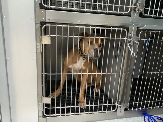 Adoptable Dog