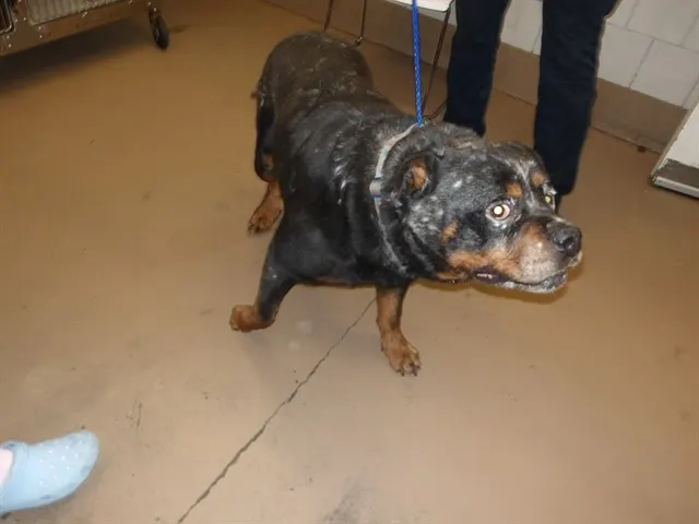 Adoptable Dog
