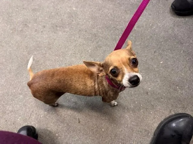 Peewee
