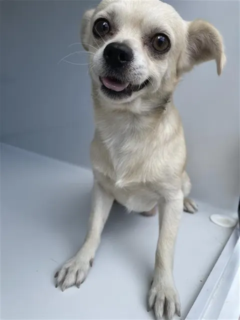 Adoptable Dog