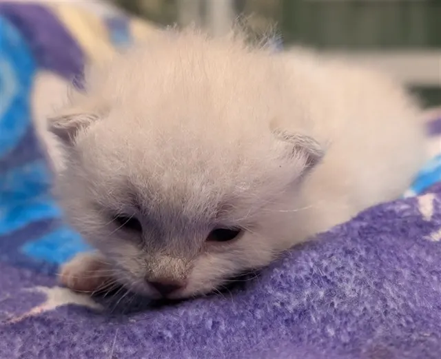 Adoptable Cat