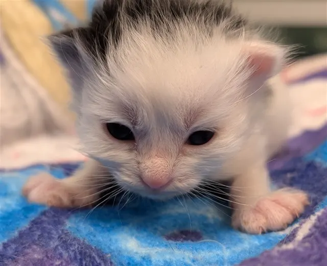 Adoptable Cat