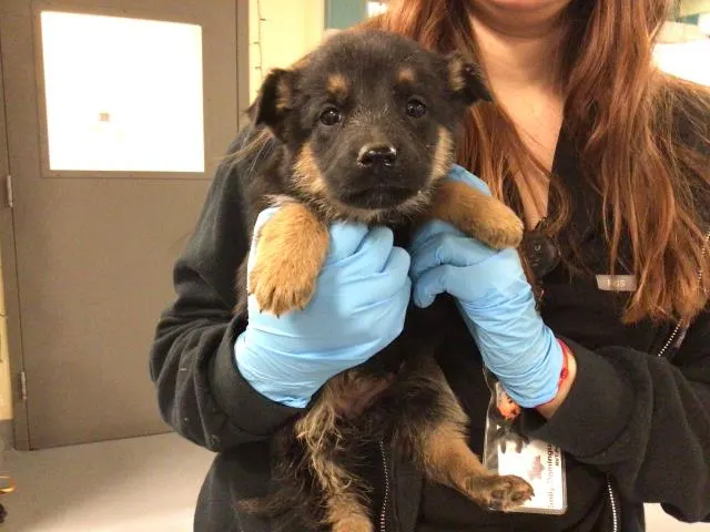 Adoptable Dog