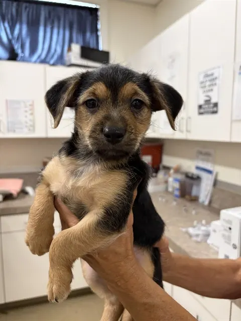 Adoptable Dog