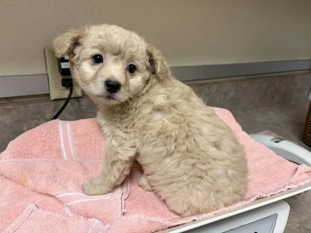 Adoptable Dog