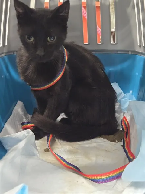 Adoptable Cat
