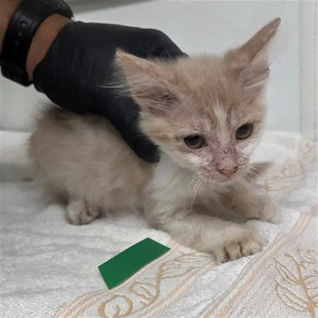 Adoptable Cat