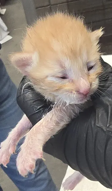 Simba