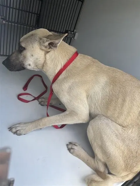 Adoptable Dog