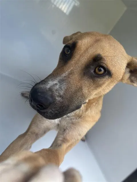 Adoptable Dog