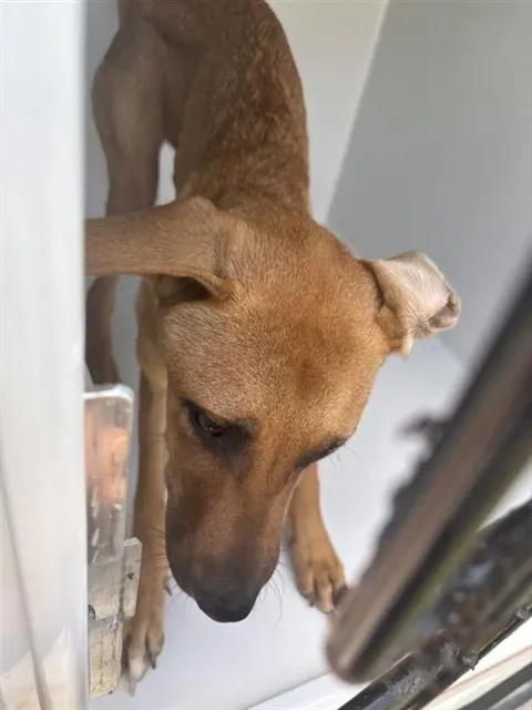 Adoptable Dog