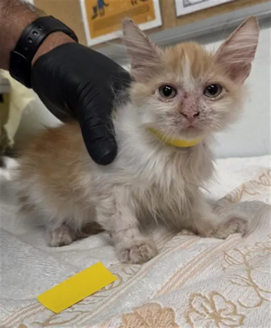 Adoptable Cat