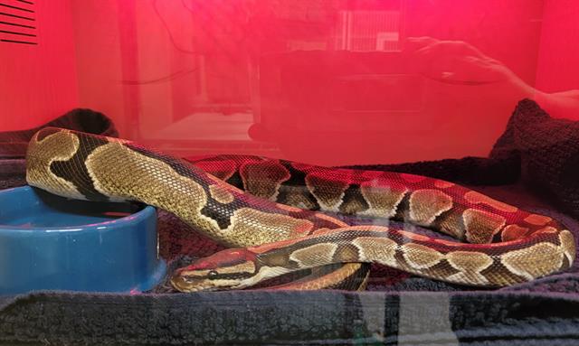 Ekans