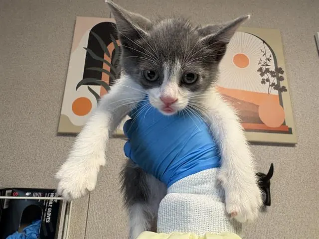 Tom