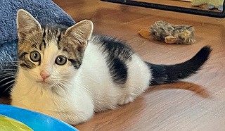 Peanut*