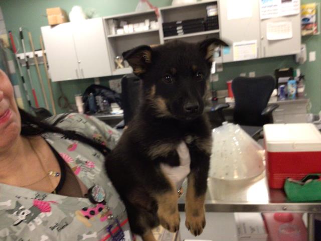 Adoptable Dog
