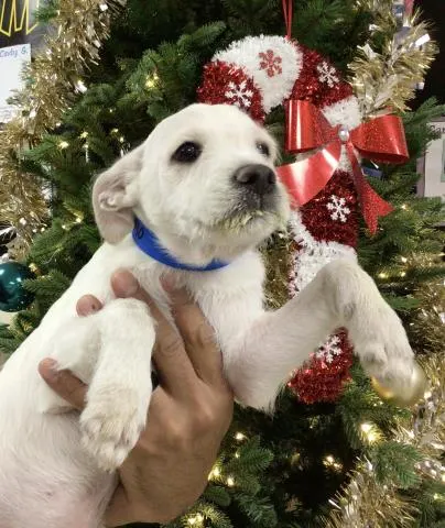 Adoptable Dog
