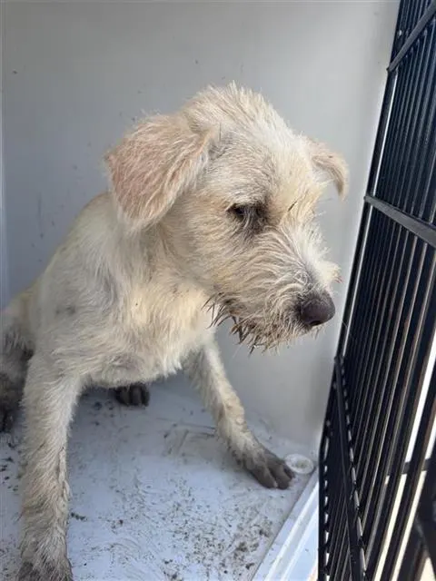 Adoptable Dog