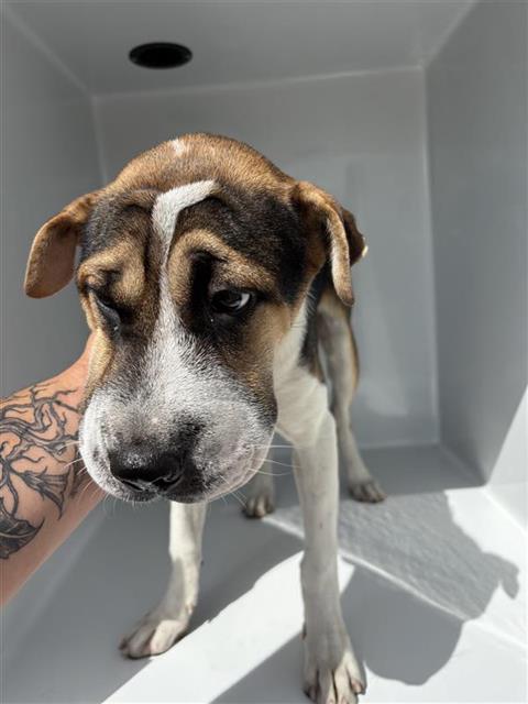 Adoptable Dog