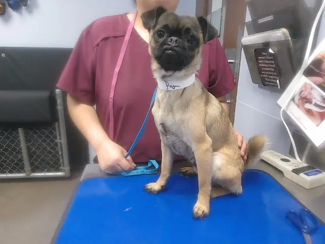 Pugman