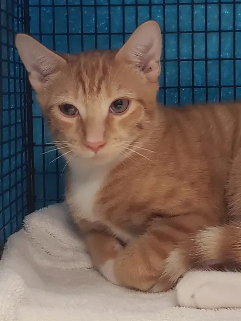 Copper