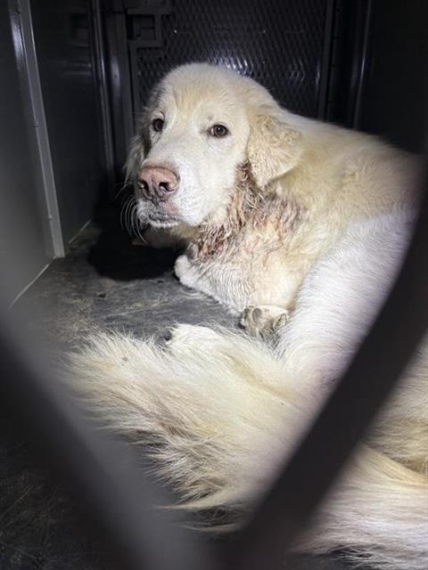 Adoptable Dog