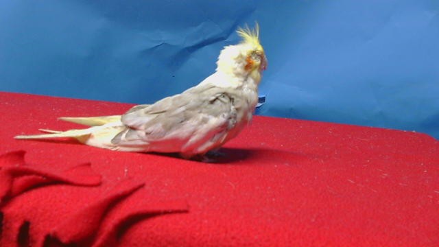 Adoptable Bird