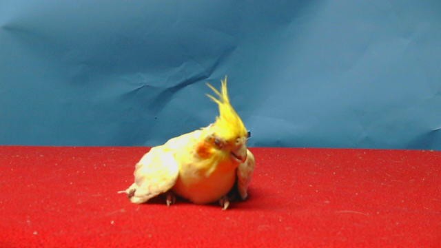 Adoptable Bird