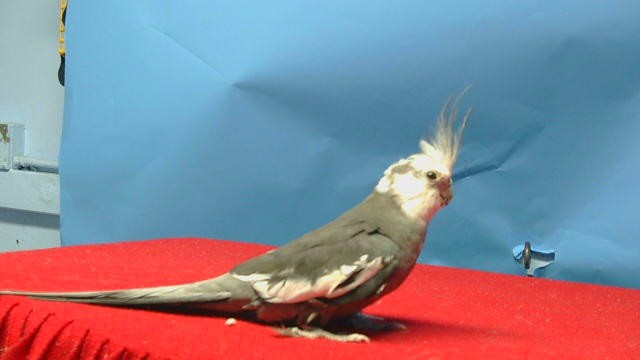 Adoptable Bird