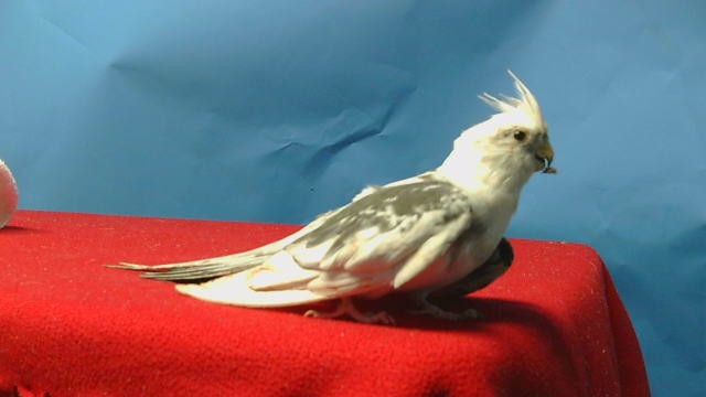 Adoptable Bird