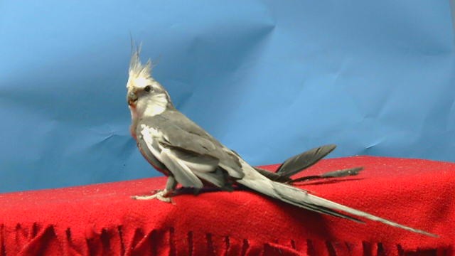 Adoptable Bird