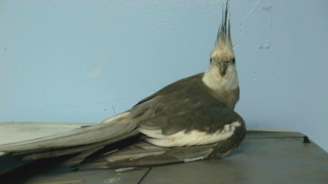Adoptable Bird