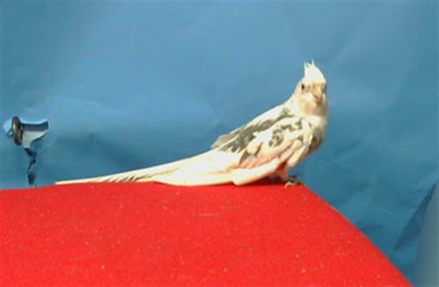Adoptable Bird