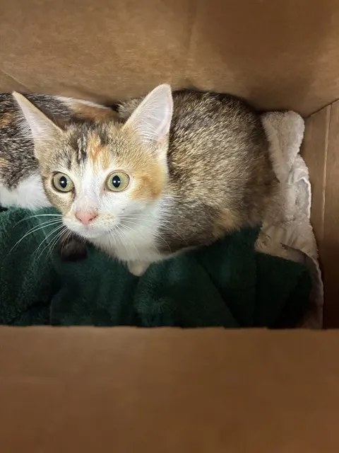 Adoptable Cat