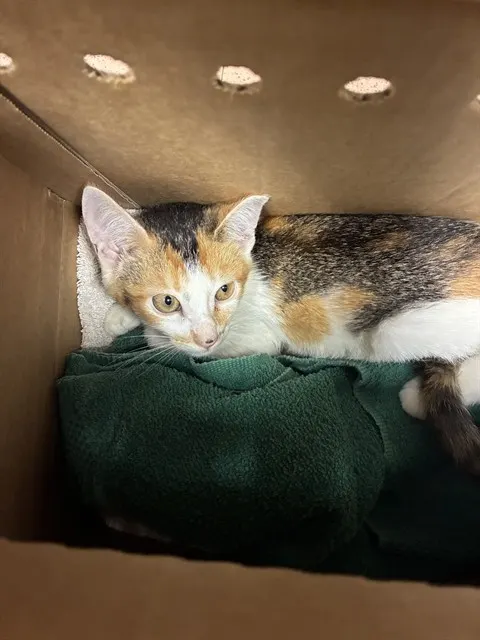 Adoptable Cat